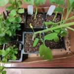 This Year’s Garden