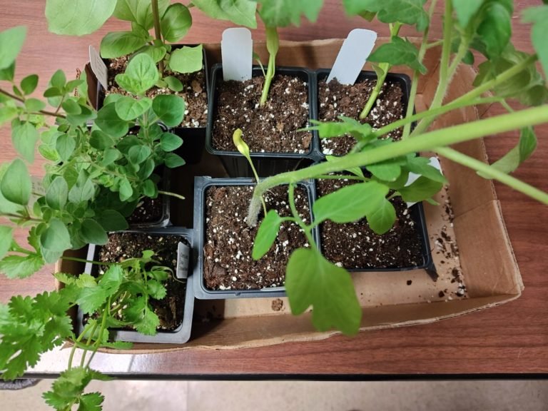 This Year’s Garden