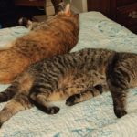 #Mayllennial – Pet Parenting