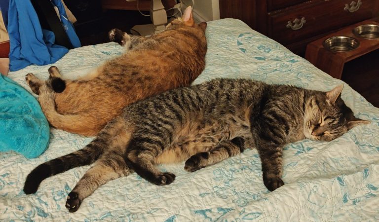#Mayllennial – Pet Parenting